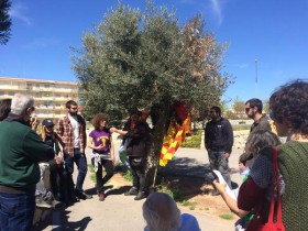 Un olivo y un almendro hermanan la tierra palestina con el campo de Los Almendros de Alacant